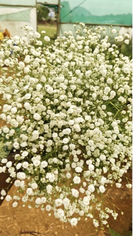Gypsophila cut flowers